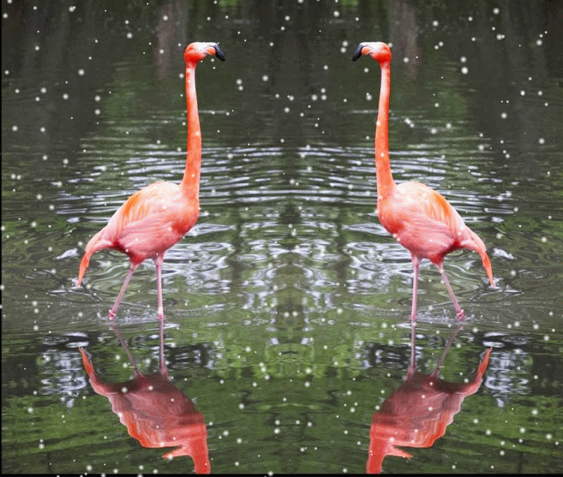Flamingo