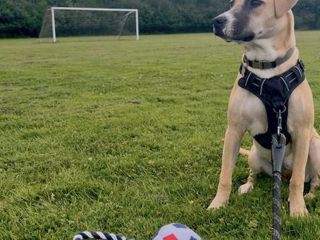 The World Cup Effect: Why Watching Sports Inspires Movement