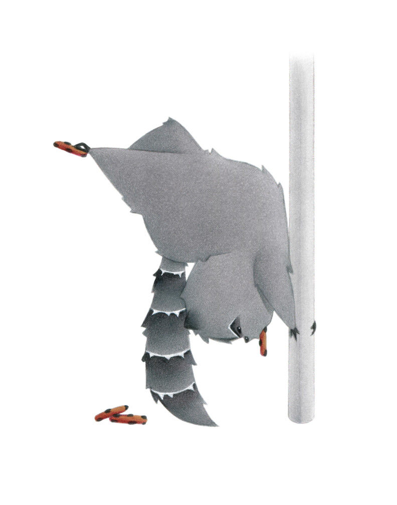 Raccoon pole dancer doing the bow pose while holding a cookie with it's feet and mouth. Cookies also on ground.