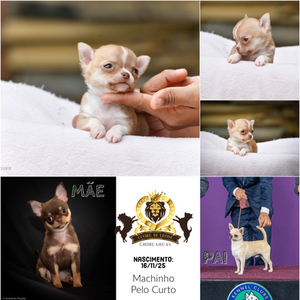 Filhote Betão x Nina