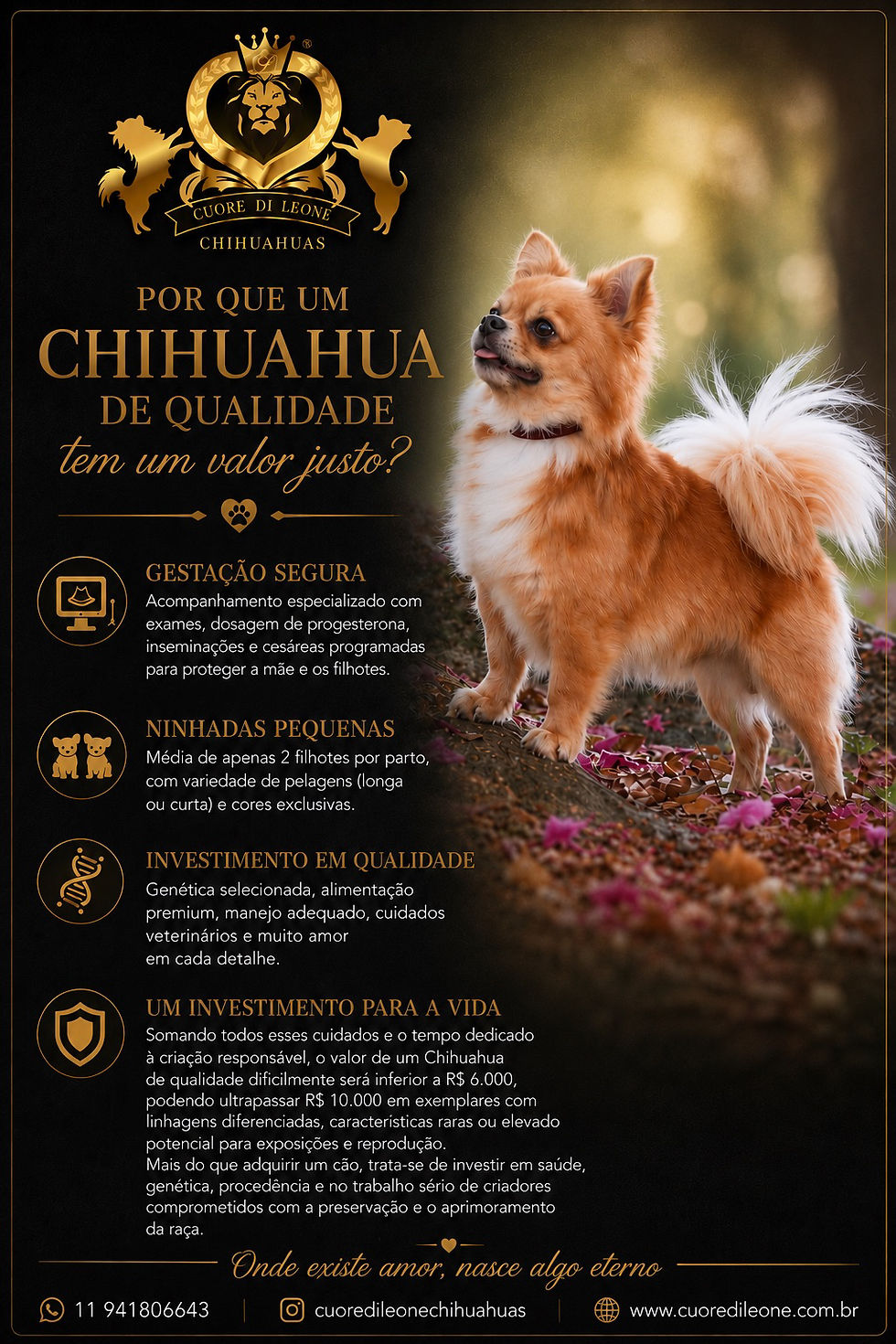 Sobre o valor de um chihuahua