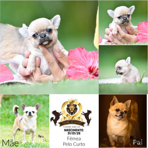 Filhote Fulvo - Fêmea Pelo Curto