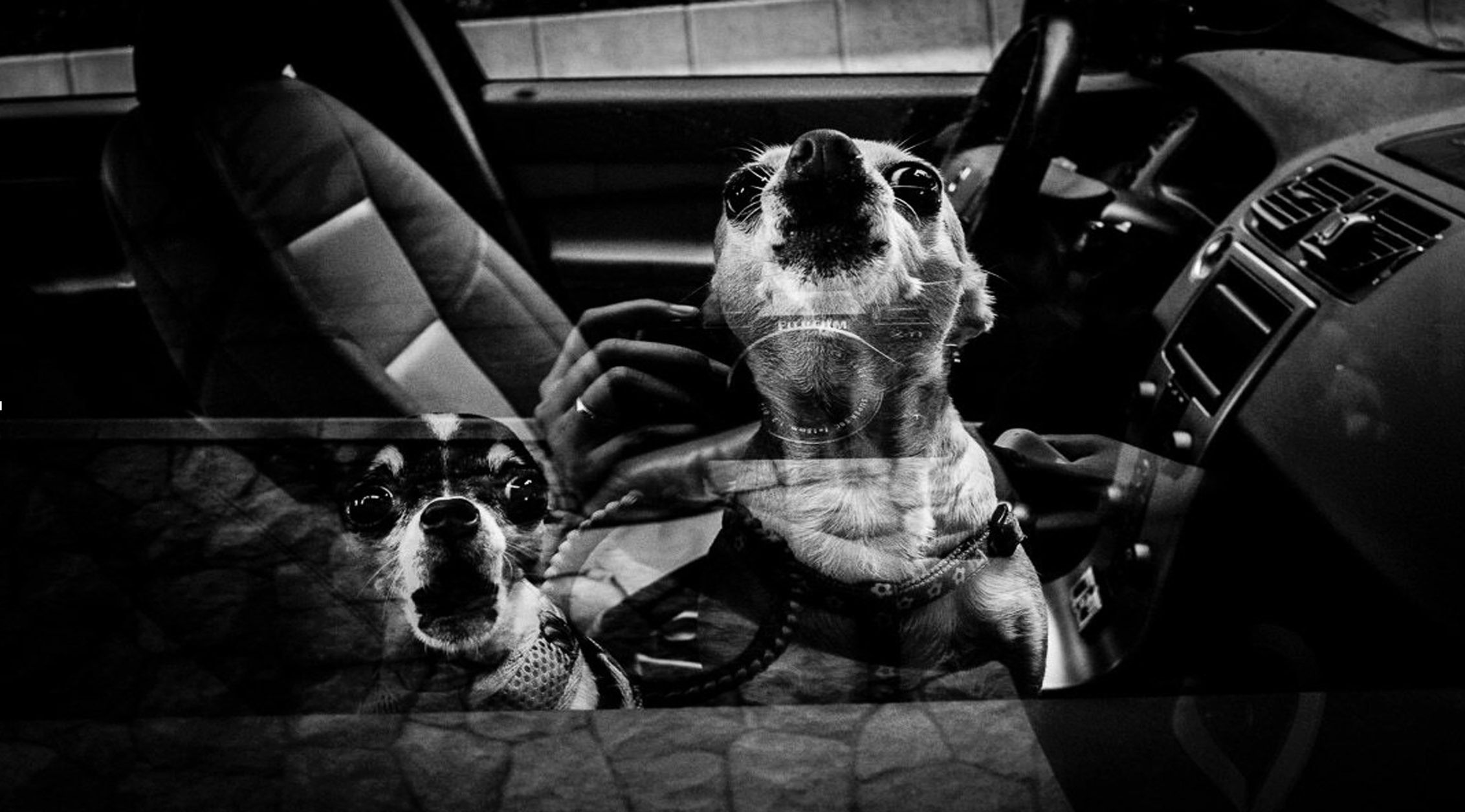 Hong Kong Dogs / Xyza Cruz Bacani