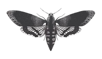 borboleta png.png