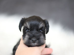 ミニチュアシュナウザー MS0013