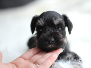 ミニチュアシュナウザー MS0004