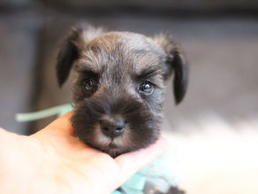 ミニチュアシュナウザー MS0005