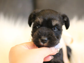 ミニチュアシュナウザー MS0009