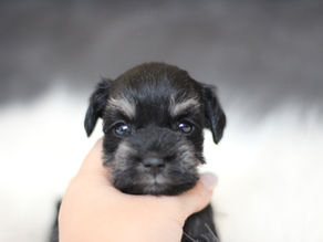 ミニチュアシュナウザー MS0012