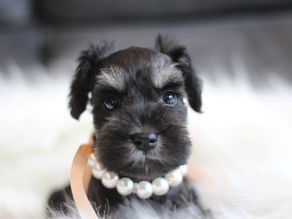 ミニチュアシュナウザー MS0003