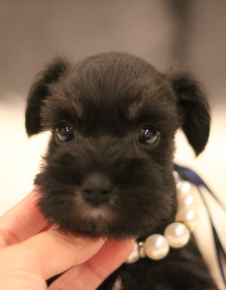 ミニチュアシュナウザー MS0028