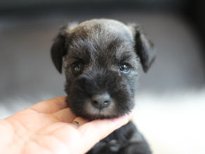 ミニチュアシュナウザー MS0006