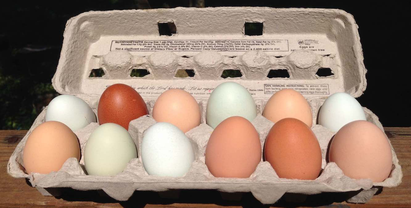 1 Dozen Eggs, from free range chickens, mixed colors