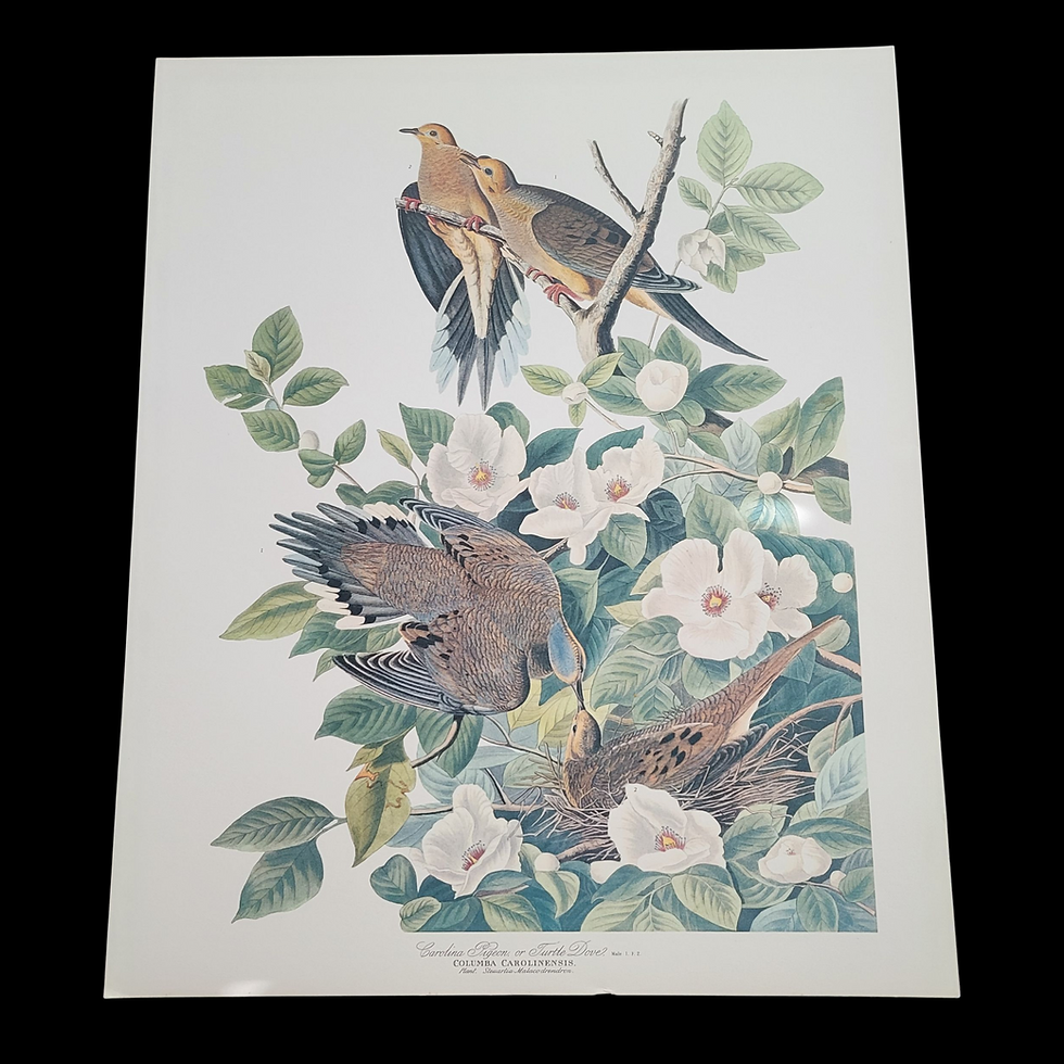 John James Audobon 17x14 Color Prints1964 Folio Vintage Original Turtle Dove