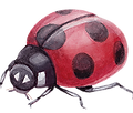 Joaninha