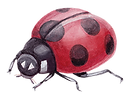 Ladybug