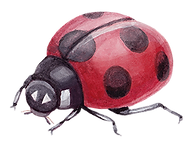 Ladybug