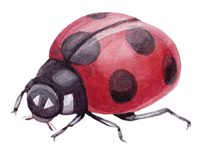 Watercolor Ladybug Illustration