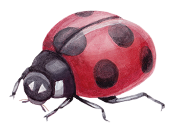 Ladybug
