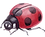 Ladybug