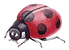 Coccinella