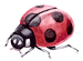 Coccinelle