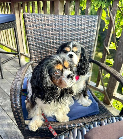 Two little dogs sitting on a patio chair looking completely relaxed.