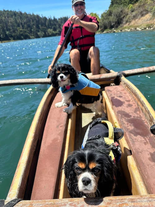 Two little dogs on a canoe looking relaxed.