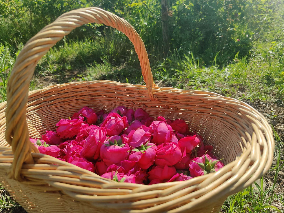 Miniature : Hydrolat de Rose