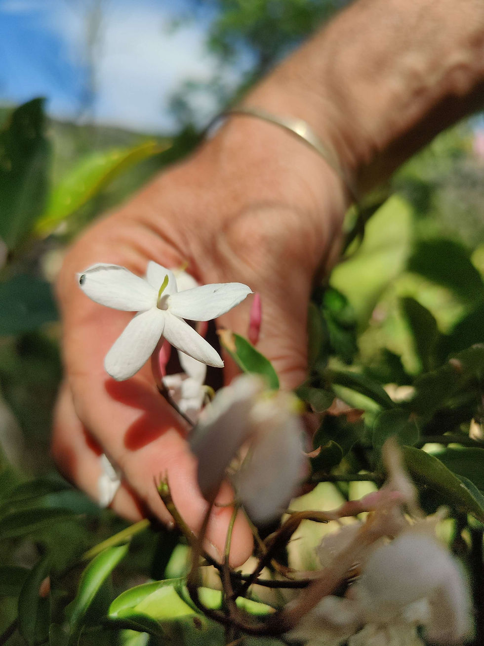 Miniature : Jasmin huile parfumée