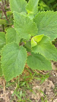 Thumbnail: Local Patchouli tincture