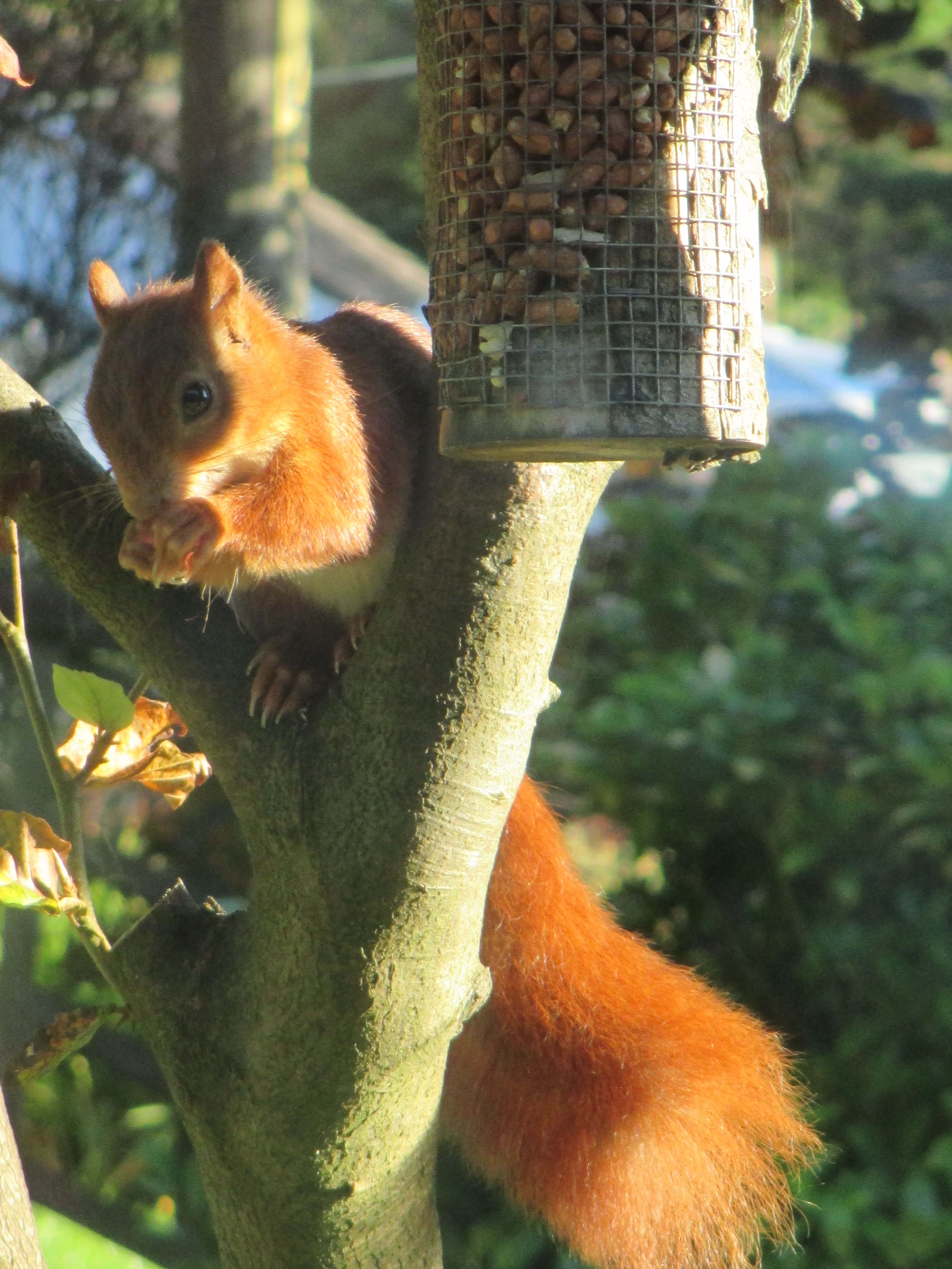 Red squirrel at St Bride Hermitage