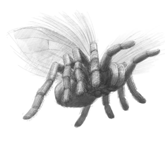 Tarantula Fairy