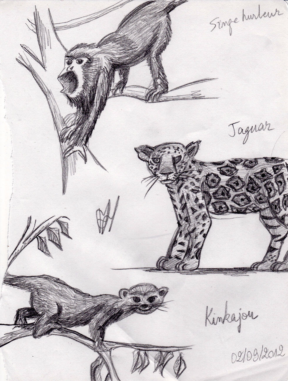 croquis d'observation