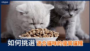 如何挑選適合貓咪的優質貓糧
