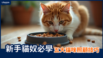 新手貓奴必學的五大貓咪照顧技巧