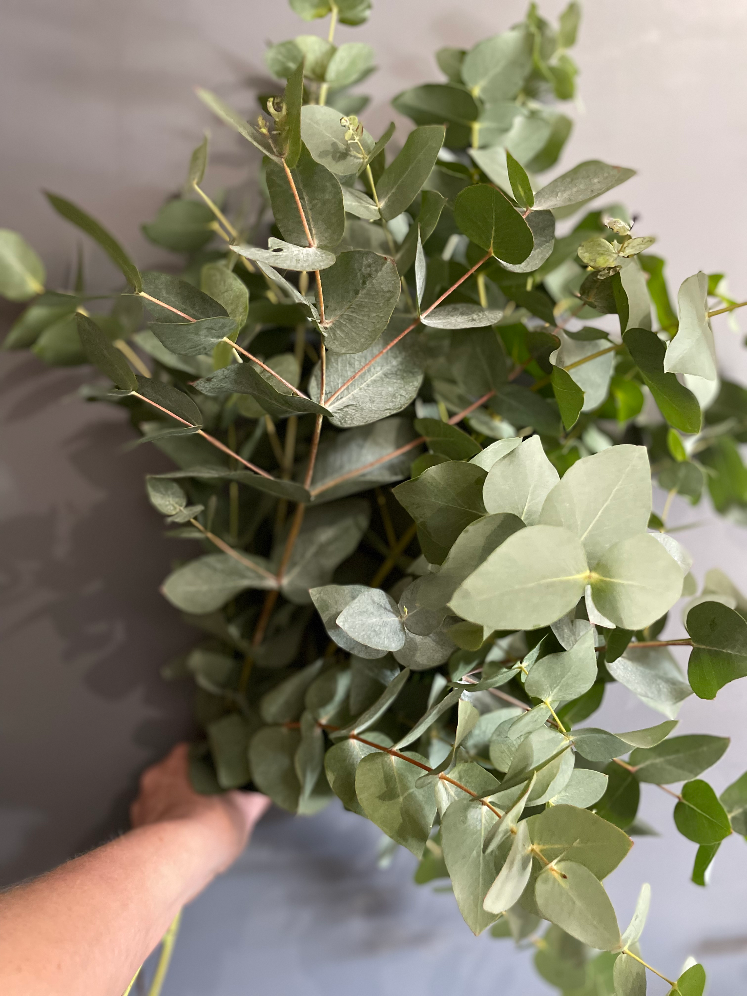 Simple wrap of eucalyptus 
