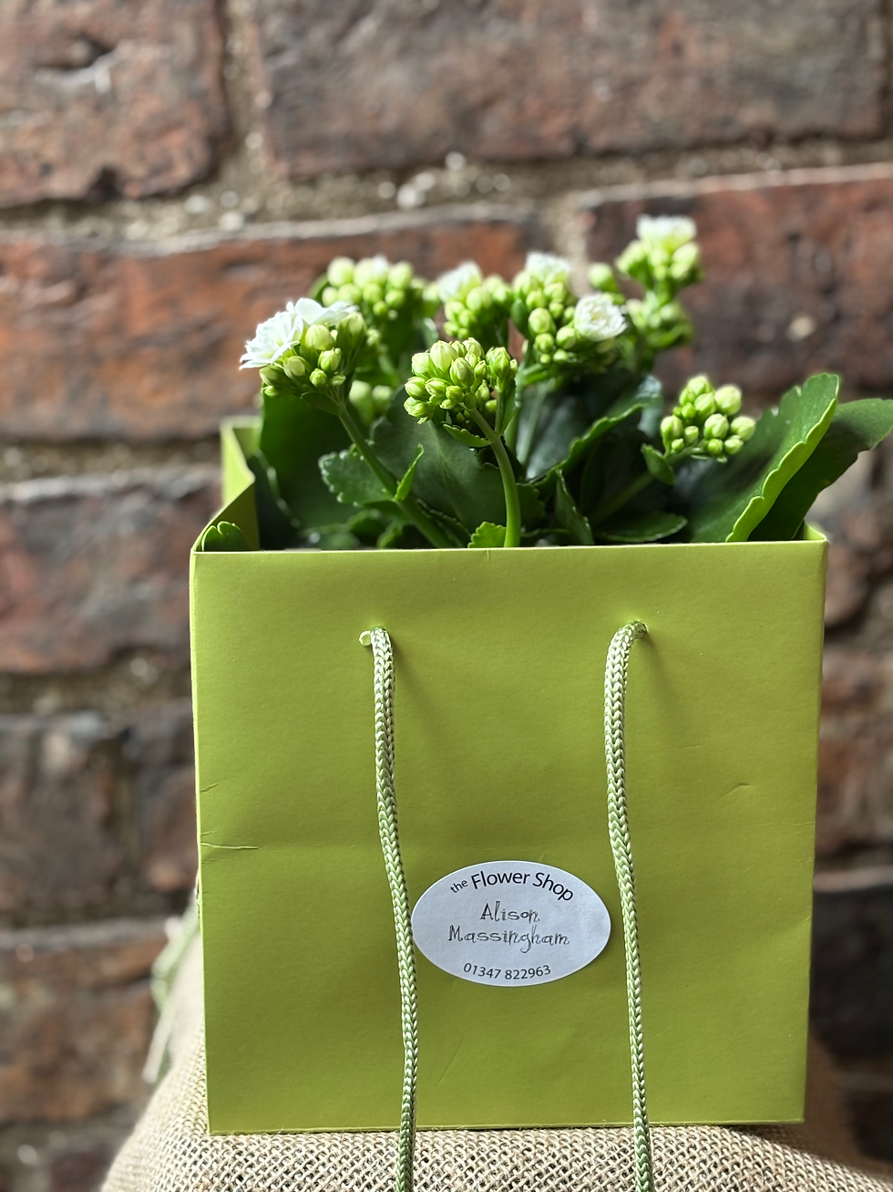 Thumbnail: Kalanchoe plant