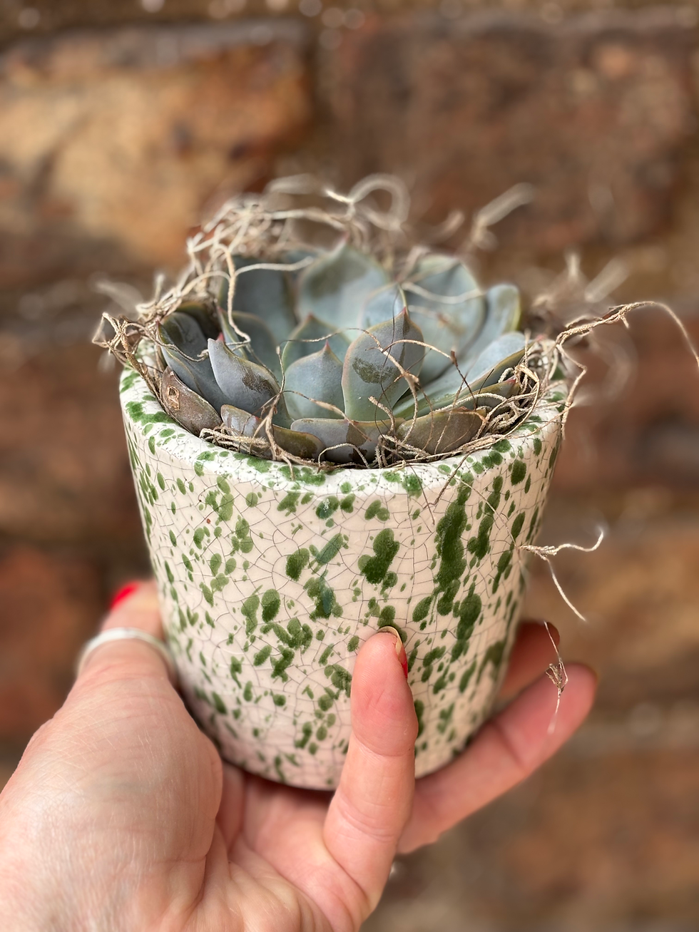 Thumbnail: Succulents 