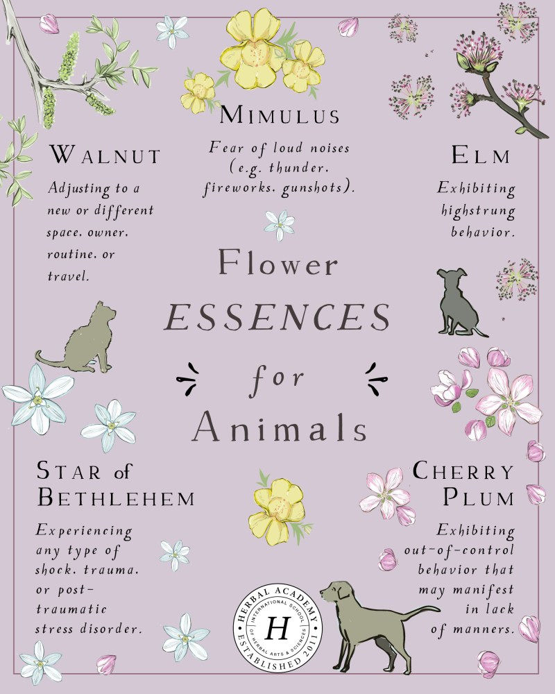 Flower Essences for Animals