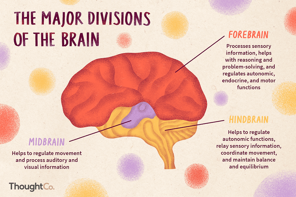 The Extends Through The Hindbrain Midbrain And Forebrain The Nervous System