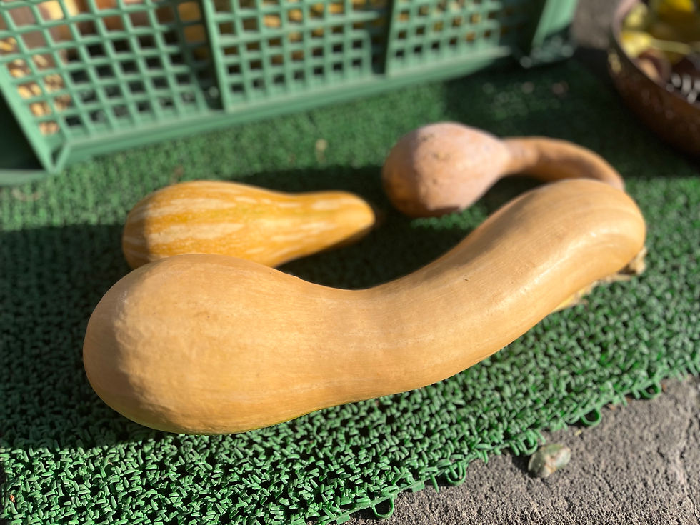 サムネイル： 【 訳あり バターナッツかぼちゃ１.７kg】MAIKOROBE（送料込み）
