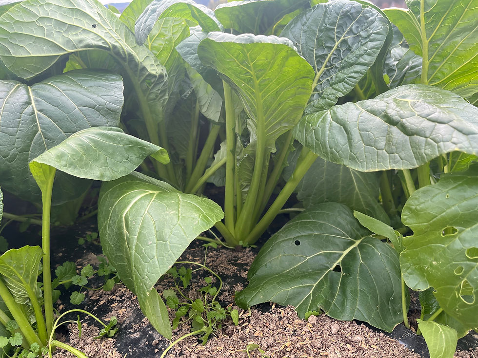 サムネイル： 【 大玉白菜＋１種類のお野菜セット】じゅんじゅん（送料込み）