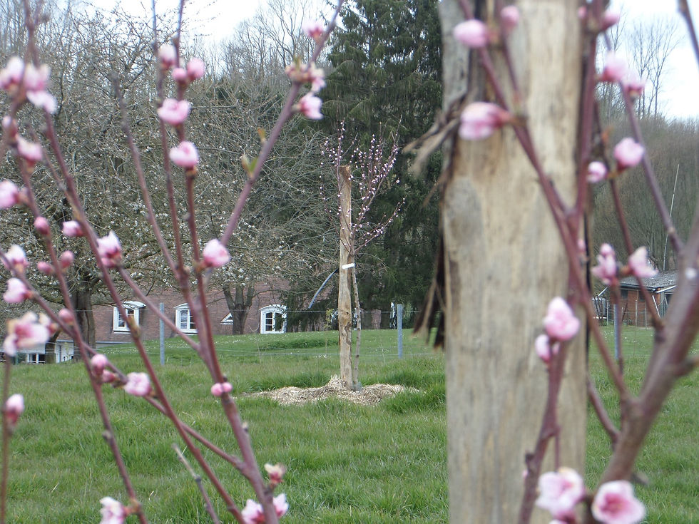 Atelier mensuel permaculture 8
