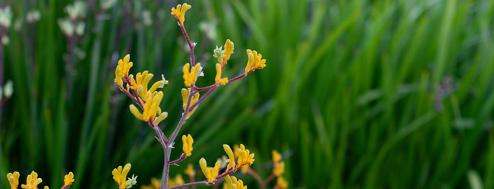 kangaroo paw.jpg