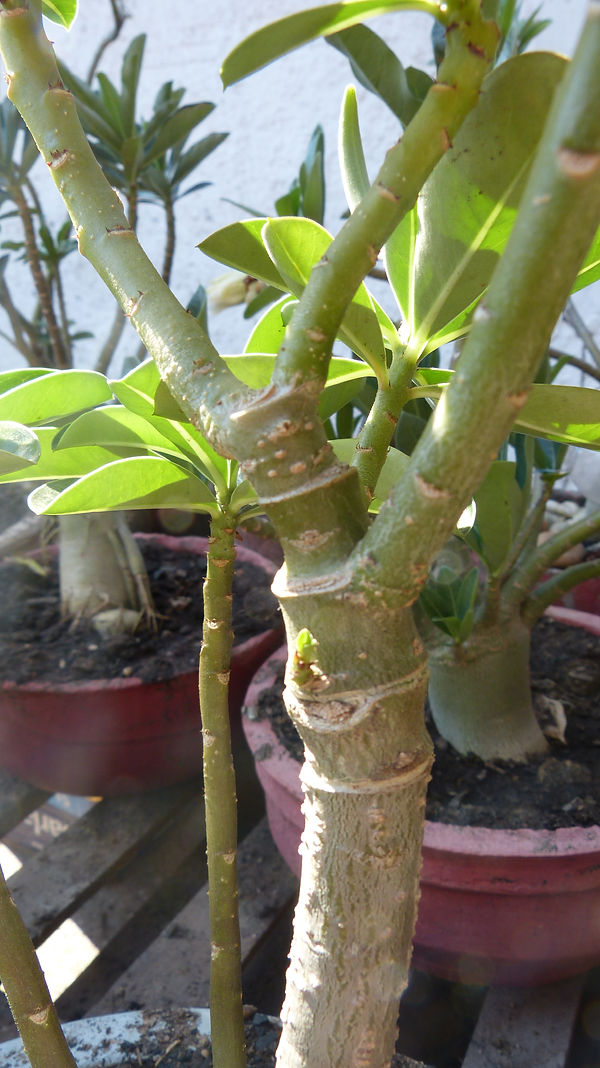 P1740734.JPG