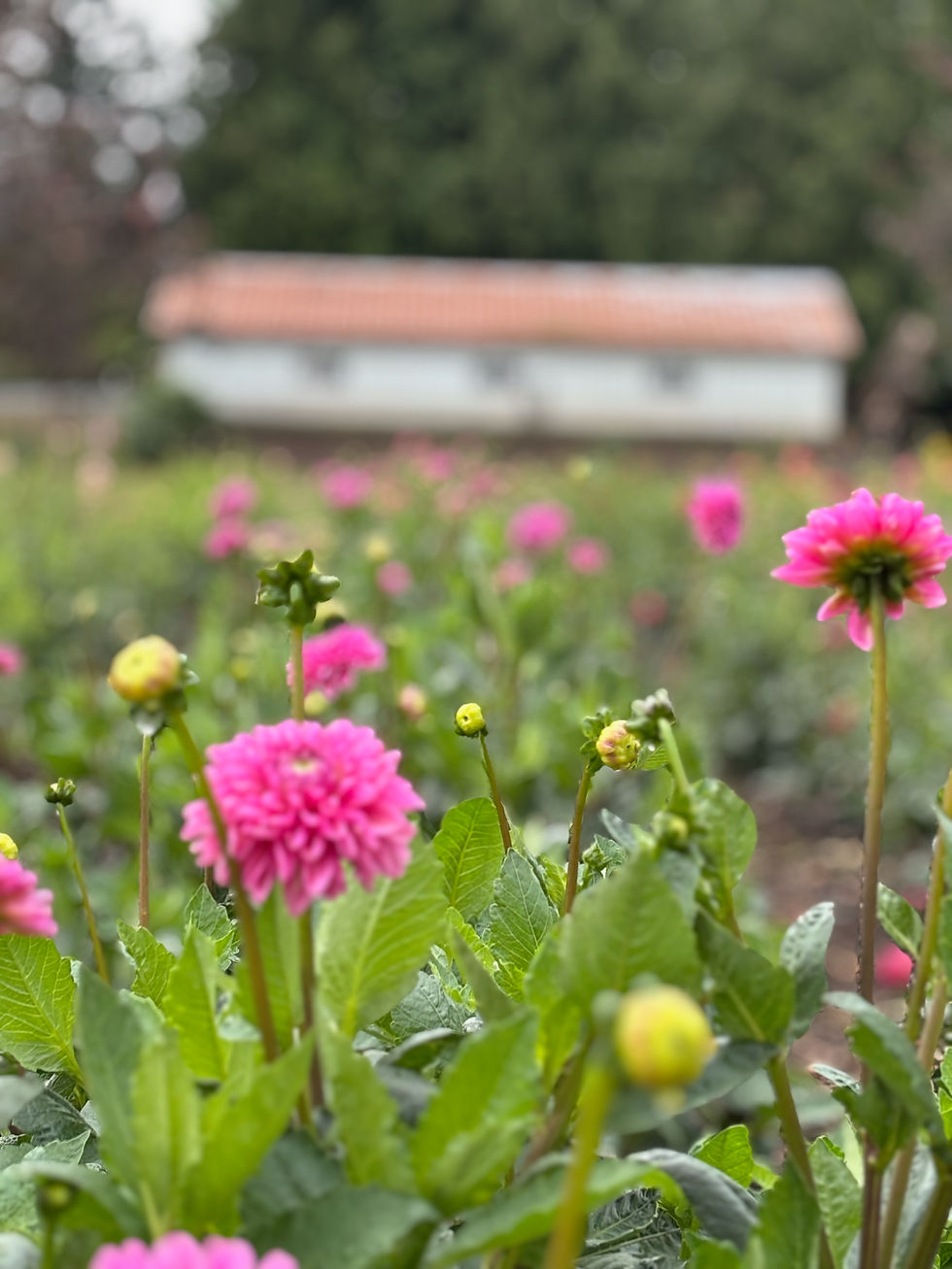 Summer Farmers’ Markets of British Columbia and Food Created With Love