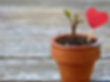 flowerpot-2756428_1920.jpg