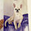 Thumbnail: Custom Watercolor Pet Portrait