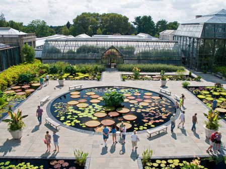 115115_The-Waterlily-Display.jpeg